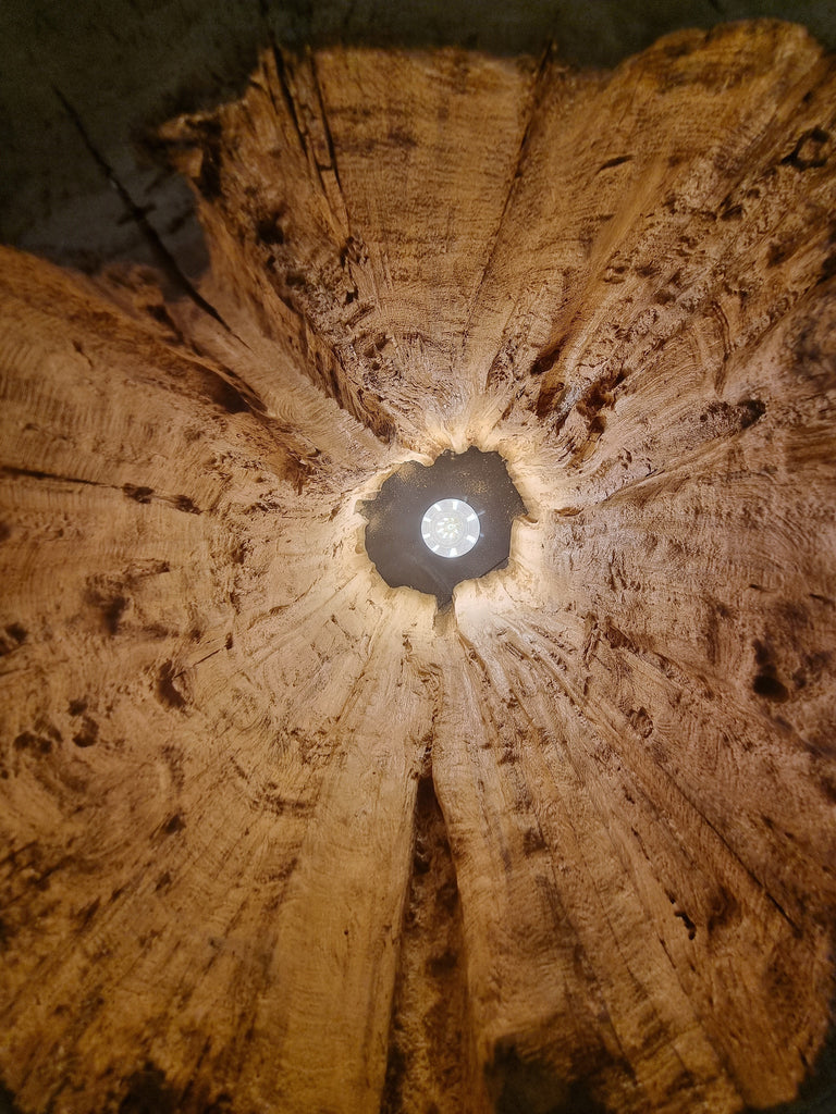 dettaglio dell'interno del tronco